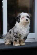 Mini Sheepadoodle Dogs Breed - Information, Temperament, Size & Price | Lancaster Puppies