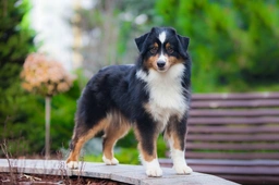 Miniature American Shepherd Dogs Breed - Information, Temperament, Size & Price | Lancaster Puppies