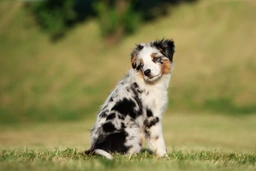 Miniature American Shepherd Dogs Breed - Information, Temperament, Size & Price | Lancaster Puppies