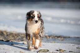 Miniature American Shepherd Dogs Breed - Information, Temperament, Size & Price | Lancaster Puppies