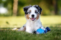 Miniature American Shepherd Dogs Breed - Information, Temperament, Size & Price | Lancaster Puppies