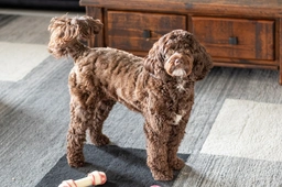 Miniature Labradoodle Dogs Breed - Information, Temperament, Size & Price | Lancaster Puppies