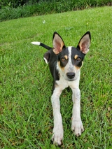 Mountain Feist Dogs Breed - Information, Temperament, Size & Price | Lancaster Puppies