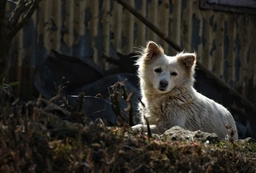 Nenets Herding Laika Dogs Breed - Information, Temperament, Size & Price | Lancaster Puppies