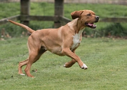 Portuguese Pointer Dogs Breed - Information, Temperament, Size & Price | Lancaster Puppies