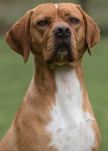 Portuguese Pointer Dogs Breed - Information, Temperament, Size & Price | Lancaster Puppies