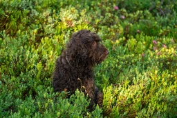 Pudelpointer Dogs Breed - Information, Temperament, Size & Price | Lancaster Puppies