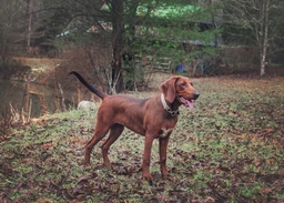 Redbone Coonhound Dogs Breed - Information, Temperament, Size & Price | Lancaster Puppies