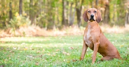 Redbone Coonhound Dogs Breed - Information, Temperament, Size & Price | Lancaster Puppies