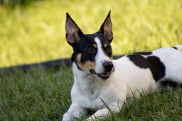 Teddy Roosevelt Terrier Dogs Breed - Information, Temperament, Size & Price | Lancaster Puppies
