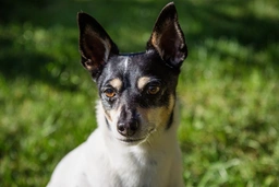 Toy Fox Terrier Dogs Breed - Information, Temperament, Size & Price | Lancaster Puppies