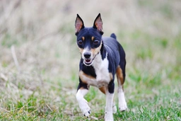 Toy Fox Terrier Dogs Breed - Information, Temperament, Size & Price | Lancaster Puppies