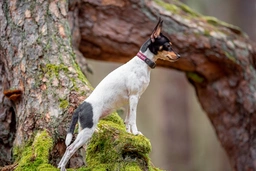 Toy Fox Terrier Dogs Breed - Information, Temperament, Size & Price | Lancaster Puppies