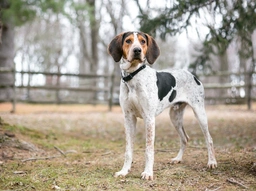 Treeing Walker Coonhound Dogs Breed - Information, Temperament, Size & Price | Lancaster Puppies