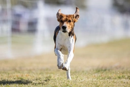 Treeing Walker Coonhound Dogs Breed - Information, Temperament, Size & Price | Lancaster Puppies