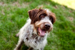 Griffone a Pelo Duro Dogs Razza - Prezzo, Temperamento & Foto | AnnunciAnimali