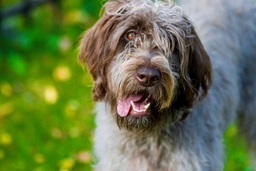 Griffone a Pelo Duro Dogs Razza - Prezzo, Temperamento & Foto | AnnunciAnimali