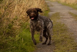 Griffone a Pelo Duro Dogs Razza - Prezzo, Temperamento & Foto | AnnunciAnimali
