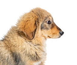 Pastore della Sila Dogs Razza - Prezzo, Temperamento & Foto | AnnunciAnimali