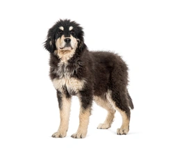 Pastore della Sila Dogs Razza - Prezzo, Temperamento & Foto | AnnunciAnimali