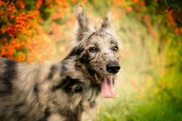 Pastore della Lessinia e del Lagorai Dogs Razza - Prezzo, Temperamento & Foto | AnnunciAnimali