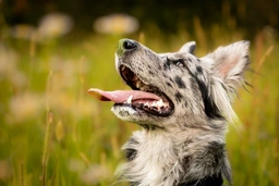 Pastore della Lessinia e del Lagorai Dogs Razza - Prezzo, Temperamento & Foto | AnnunciAnimali
