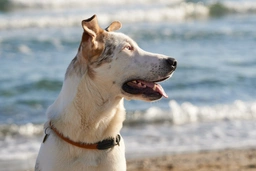 Pastore di Oropa Dogs Razza - Prezzo, Temperamento & Foto | AnnunciAnimali