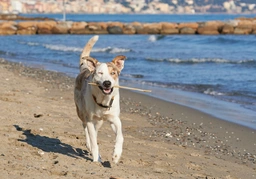 Pastore di Oropa Dogs Razza - Prezzo, Temperamento & Foto | AnnunciAnimali