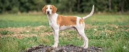 Anglo Français de Petite Vénerie Dogs Razza - Prezzo, Temperamento & Foto | AnnunciAnimali