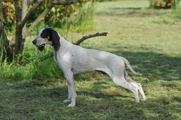 Ariégeois Dogs Razza - Prezzo, Temperamento & Foto | AnnunciAnimali