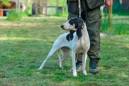 Ariégeois Dogs Razza - Prezzo, Temperamento & Foto | AnnunciAnimali