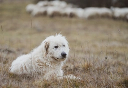 Ciobanesc Mioritic Dogs Razza - Prezzo, Temperamento & Foto | AnnunciAnimali