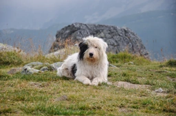 Ciobanesc Mioritic Dogs Razza - Prezzo, Temperamento & Foto | AnnunciAnimali