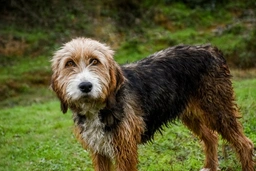 Griffon Nivernais Dogs Razza - Prezzo, Temperamento & Foto | AnnunciAnimali