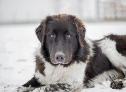 Pastore dei Carpazi Dogs Razza - Prezzo, Temperamento & Foto | AnnunciAnimali