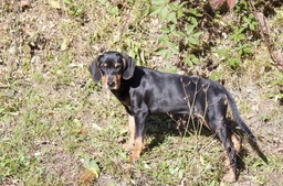 Segugio della Transilvania Dogs Razza - Prezzo, Temperamento & Foto | AnnunciAnimali
