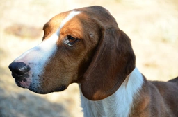 Segugio Posavatz Dogs Razza - Prezzo, Temperamento & Foto | AnnunciAnimali
