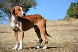 Segugio Posavatz Dogs Razza - Prezzo, Temperamento & Foto | AnnunciAnimali