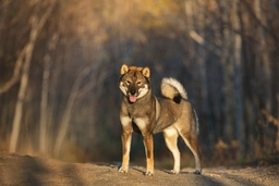Shikoku Dogs Razza - Prezzo, Temperamento & Foto | AnnunciAnimali