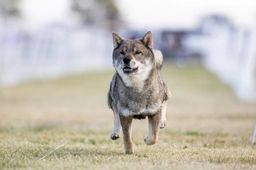 Shikoku Dogs Razza - Prezzo, Temperamento & Foto | AnnunciAnimali