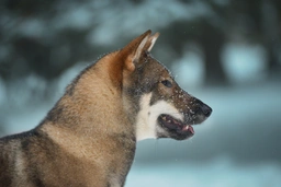 Shikoku Dogs Razza - Prezzo, Temperamento & Foto | AnnunciAnimali