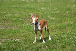 Podenco Andaluz Dogs Raza - Características, Fotos & Precio | MundoAnimalia
