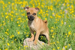 Retromops Dogs Ras: Karakter, Levensduur & Prijs | Puppyplaats