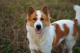 Thai Bangkaew Dog Dogs Ras: Karakter, Levensduur & Prijs | Puppyplaats