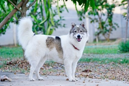 Thai Bangkaew Dog Dogs Ras: Karakter, Levensduur & Prijs | Puppyplaats