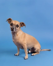 Chiweenie Dogs Breed - Information, Temperament, Size & Price | Lancaster Puppies