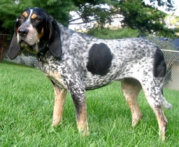 Bluetick Coonhound Dogs Breed - Information, Temperament, Size & Price | Lancaster Puppies
