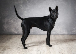 Thai Ridgeback Dogs Ras: Karakter, Levensduur & Prijs | Puppyplaats