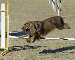 Sussex Spaniel Dogs Ras: Karakter, Levensduur & Prijs | Puppyplaats
