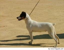 Ratonero Bodeguero Andaluz Dogs Raza - Características, Fotos & Precio | MundoAnimalia